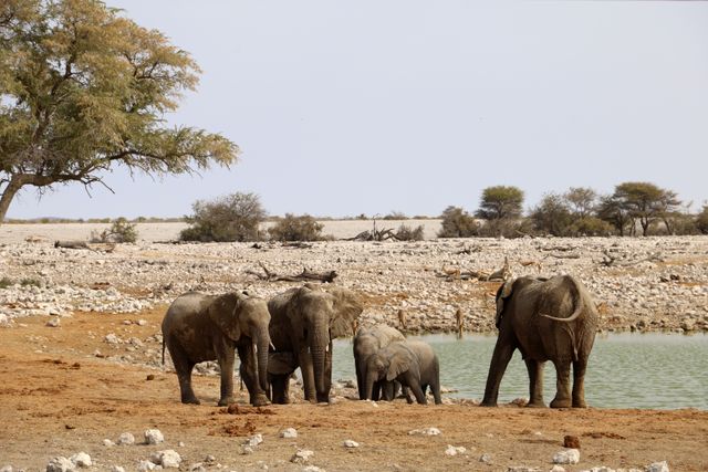 Sandwich Harbour dunes paired with Etosha wildlife