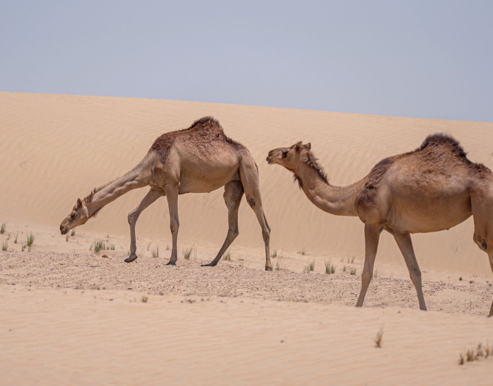 Sandwich Harbour & Camel Riding Tour