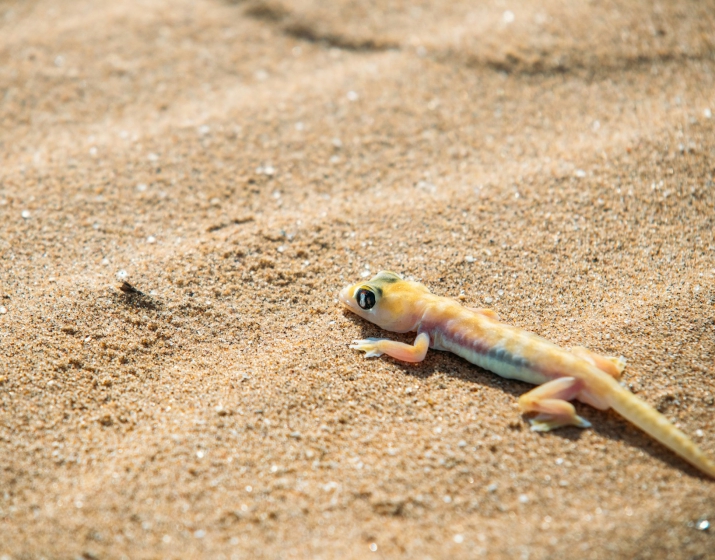 Sandwich Harbour & Living Desert Tour