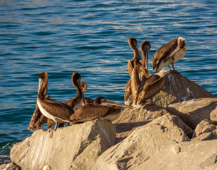 Sandwich Harbour & Pelican Point Tour